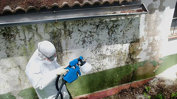 Top rated local Attic Mold Removal specialists in Naples, FL